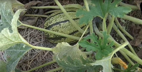 Une courge verte raillée sur du paillage