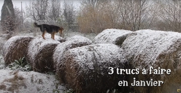 Un chien des bottes de paille enneigées