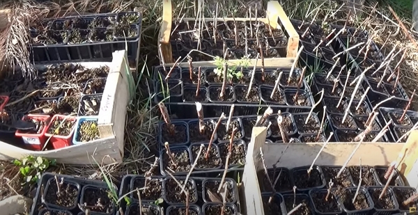 Une myriade de boutures dans des pots