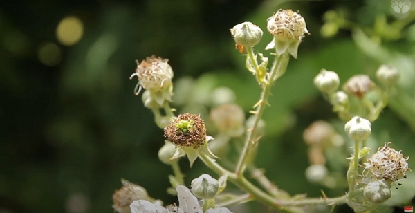 Des fleurs de mûriers se transforment en fruits