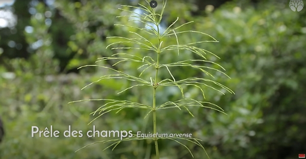 Une prêle des champs