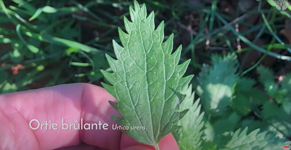 Feuille d’ortie brûlante