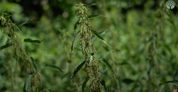 Ortie femelle avec de longs pistils