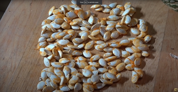 Des graines de courges à planter pour la nouvelle année au jardin.