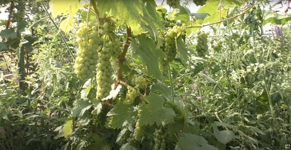 Une vigne et ses grappes de raisin blanc