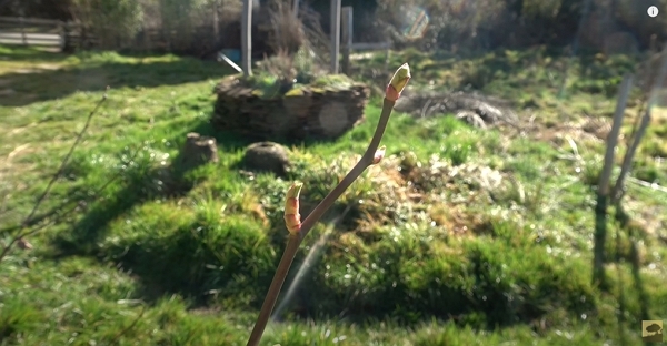 Une branche avec 2 bourgeons.