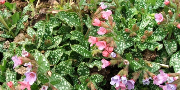 Pulmonaria officinalis