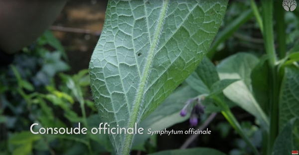 Feuille de consoude officinale