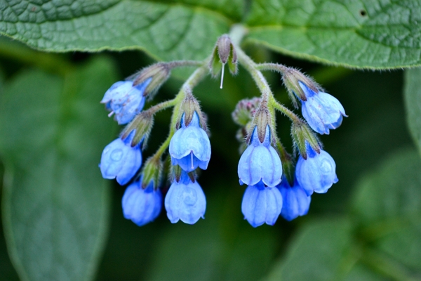 Inflorescence bleue de consoude