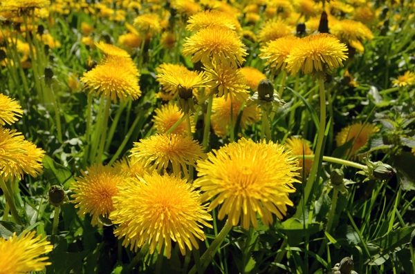 Un parterre de pissenlits en fleurs