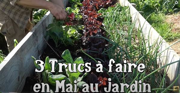 Un homme ramasse des radis dans un jardin surélevé