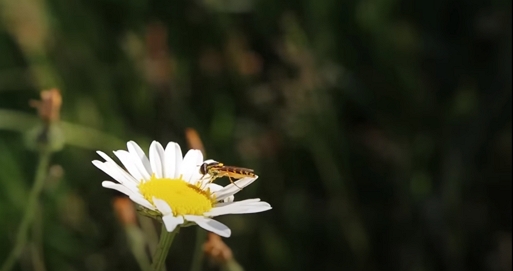 Fleur de camomille butinée par un insecte