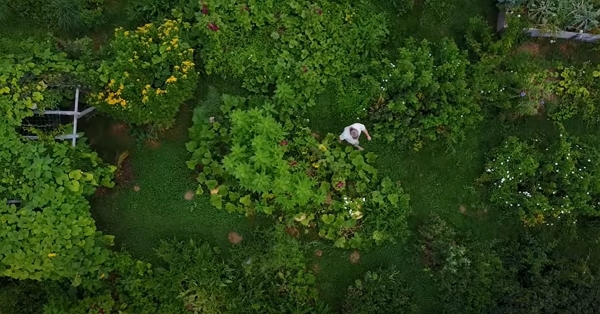 Vue aérienne du jardin de Damien en août